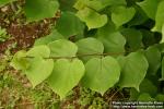 Photo: Cercis chinensis 2.