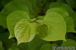 Photo: Cercis chinensis 3.