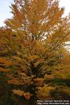 Photo: Cercidiphyllum japonicum 12.