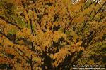 Photo: Cercidiphyllum japonicum 13.