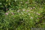 Photo: Centaurea phrygia 0.