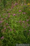 Photo: Centaurea phrygia 2.