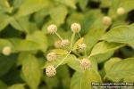 Photo: Cephalanthus occidentalis 4.