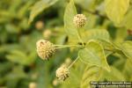 Photo: Cephalanthus occidentalis 5.