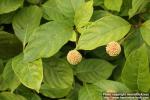 Photo: Cephalanthus occidentalis 6.