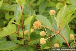 Photo: Cephalanthus occidentalis 8.