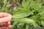 Photo: Centaurea montana 09.