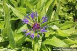 Photo: Centaurea montana 12.