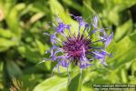 Photo: Centaurea montana 13.