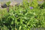 Photo: Centaurea montana 16.