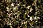 Photo: Ceanothus 1.