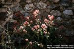 Photo: Centranthus ruber.