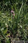 Photo: Cephalanthera rubra.