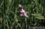 Photo: Cephalanthera rubra 1.