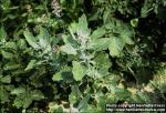 Photo: Chenopodium album 2.