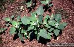 Photo: Chenopodium album 3.