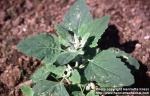 Photo: Chenopodium album 4.