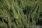 Photo: Chenopodium ambrosioides 1.