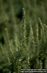 Photo: Chenopodium ambrosioides.