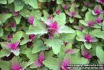 Photo: Chenopodium giganteum 2.