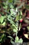 Photo: Chenopodium quinoa.