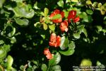 Photo: Chaenomeles japonica 8.