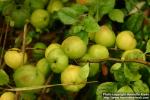 Photo: Chaenomeles japonica 9.