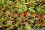 Photo: Chenopodium foliosum.