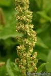 Photo: Chenopodium bonus henricus 3.