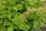 Photo: Chenopodium bonus henricus 4.