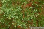 Photo: Chamaecyparis pisifera 2.