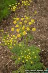 Photo: Chaerophyllum coloratum.