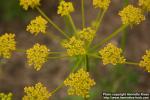 Photo: Chaerophyllum coloratum 1.