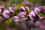 Photo: Chamaecytisus purpureus 4.