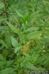 Photo: Chenopodium ambrosioides 2.