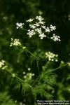 Photo: Chaerophyllum bulbosum 3.