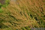 Photo: Chenopodium ambrosioides 7.