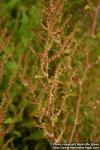 Photo: Chenopodium ambrosioides 8.