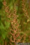 Photo: Chenopodium ambrosioides 9.