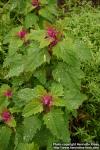 Photo: Chenopodium giganteum 4.