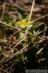 Photo: Chrysosplenium alternifolium 3.