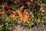 Photo: Chaenomeles japonica 10.