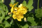 Photo: Chelidonium majus 11.