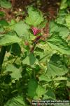 Photo: Chenopodium giganteum 5.