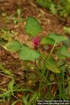 Photo: Chenopodium album 07.