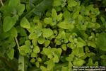 Photo: Chenopodium album 08.