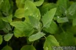 Photo: Chenopodium album 09.