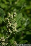 Photo: Chenopodium album 13.