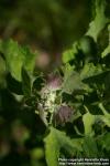 Photo: Chenopodium album 14.