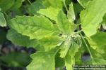 Photo: Chenopodium album 17.